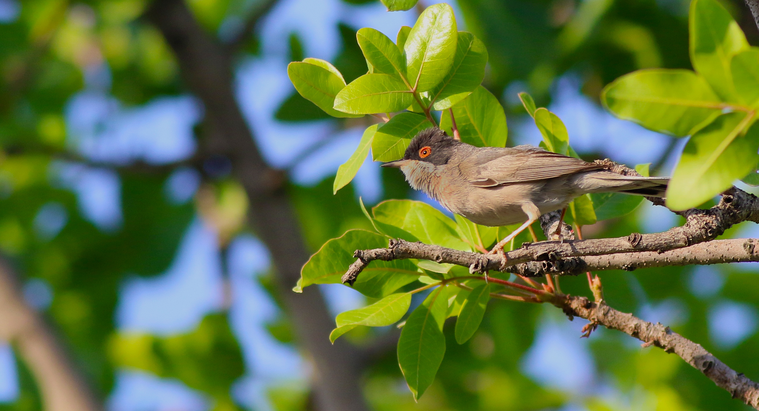Menetries's Warbler